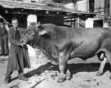La passerella del toro 1950 ca.